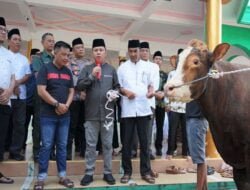 Pj Bupati Barsel Serahkan Simbolis 135 Ekor Sapi Qurban di Masjid Agung Baiturrahman